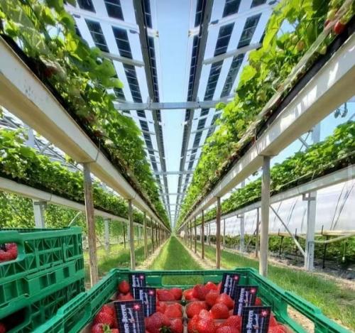 BIPV Solar Panels for Agricultural Greenhouses